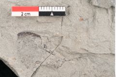 Foto (Detailansicht) von Eucalyptus oceanica Unger (NHMW-GEO-2024-0188-8032)